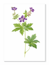 Kort Midsommarblomster