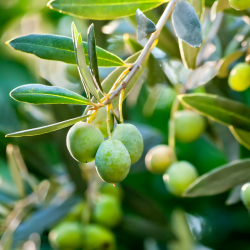 Olivträd, Olea europaea, stam, 50/60 cm