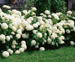 Vidjehortensia vit 5-pack