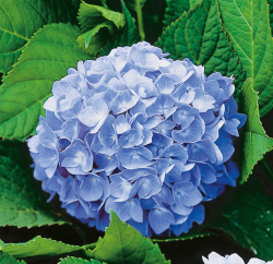 Hortensia blå 10-pack
