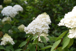 Syrenhortensia vit 5-pack
