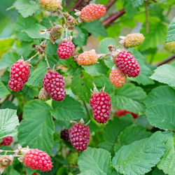 Björnbärshallon 'Tayberry' 10-pack