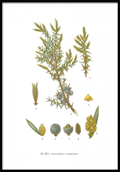 Botaniska Poster på Träd 21x30 FLERA MOTIV