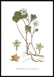 Botaniska Poster på Bär 21x30 FLERA MOTIV