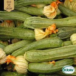 Sommarsquash - Genovese