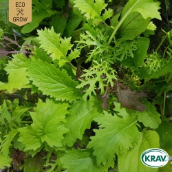 Asiatisk Bladmix - Mesclun Mix