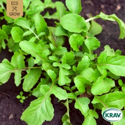 Italiensk Rucola - Wild