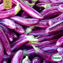 Aubergine - Listada de Gandia
