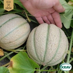 Cantaloupemelon - Cantalupo di Charentais