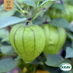 Tomatillo - Purple
