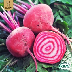 Polkabeta - Chioggia