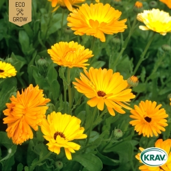 Ringblomma - Pot Marigold Mix
