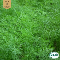 Dill - Common