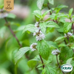 Mynta - Rotundifolia