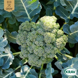 Broccoli - Calabrese Natalino