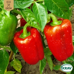 Paprika - California Wonder