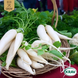 Rättika - Daikon Mino Early