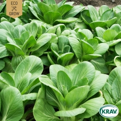 Pak Choi - White Celery Mustard
