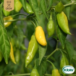 Chilipeppar - Lemon Drop