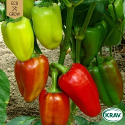 Paprika - Albaregia