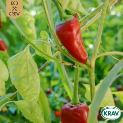 Snackpaprika - Piquillo