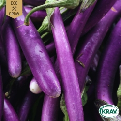 Aubergine - Tarim