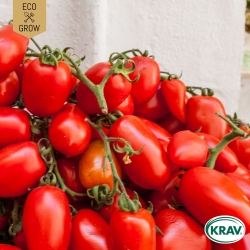 Plommontomat - San Marzano 2
