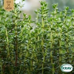 Timjan - Winter Thyme