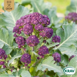 Vinterbroccoli - Purple Sprouting