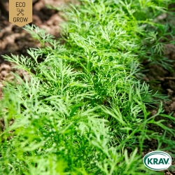 Dill - Bouquet
