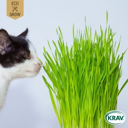 Kattgräs
