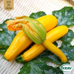 Sommarsquash - Solara