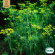 Dill - Mammoth Long Island Dill - Mammoth Long Island