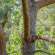 Dubbelsidig Sågkedja 103 cm för Kastsåg - Reservdel till Nordic Pocket Saw Lineworker Dubbelsidig Sågkedja 103 cm för Kastsåg - Reservdel till Nordic Pocket Saw Lineworker