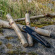 Hopfällbar Såg för Beskärning av Grenar - ARNVIK - Nordic Pocket Saw Hopfällbar Såg för Beskärning av Grenar - ARNVIK - Nordic Pocket Saw