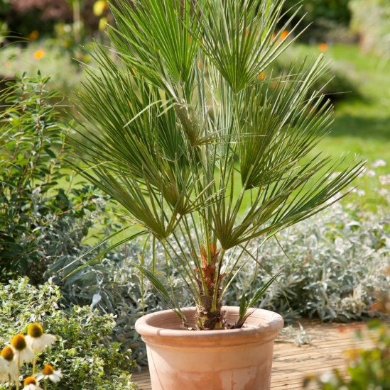 Chamaerops humilis, 50/60 cm