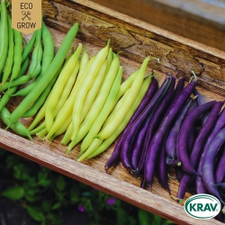 Klätterböna Mix - Rainbow Mix