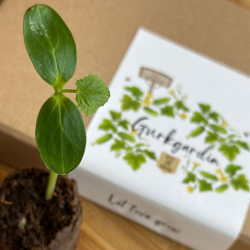 Odlingskit - Gurkgardin