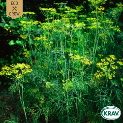 Dill - Mammoth Long Island