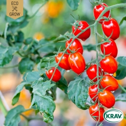 Körsbärstomat - Red Cherry